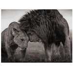 Tableau Lion et Lionne Amour